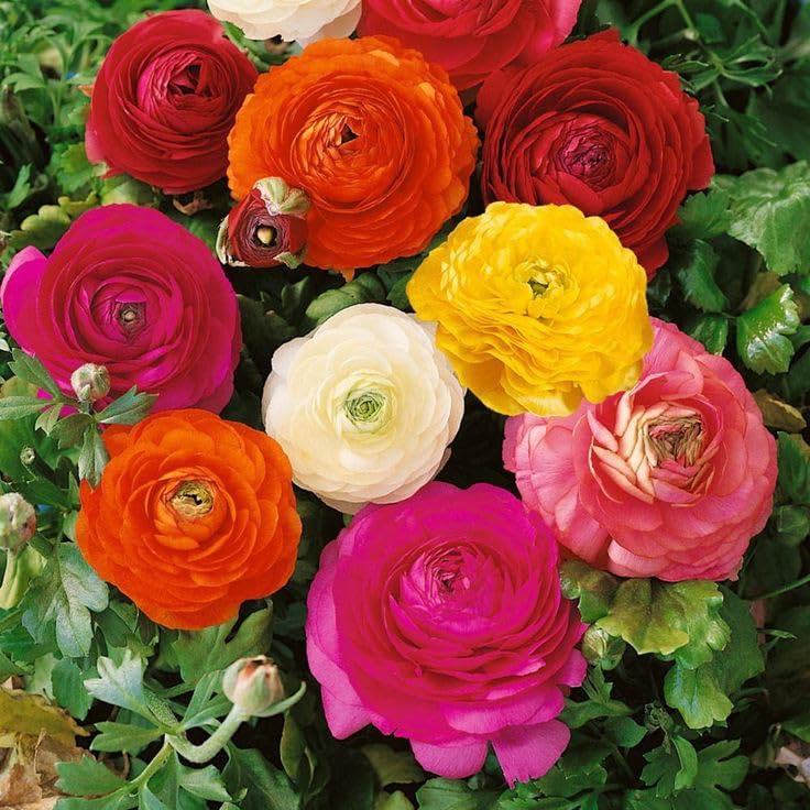 See full amazon price history chart for Radha Krishna Agriculture® Ranunculus Mix Color Flower Bulbs Double Vearty Flowers For Home Gardening (Pack of 2 Bulbs) Radha Krishna Agriculture® Ranunculus Mix Color Flower Bulbs Double Vearty Flowers For Home Gardening (Pack of 2 Bulbs) (B0CTTSHFXT) Amazon Price History, Amazon Price Tracker