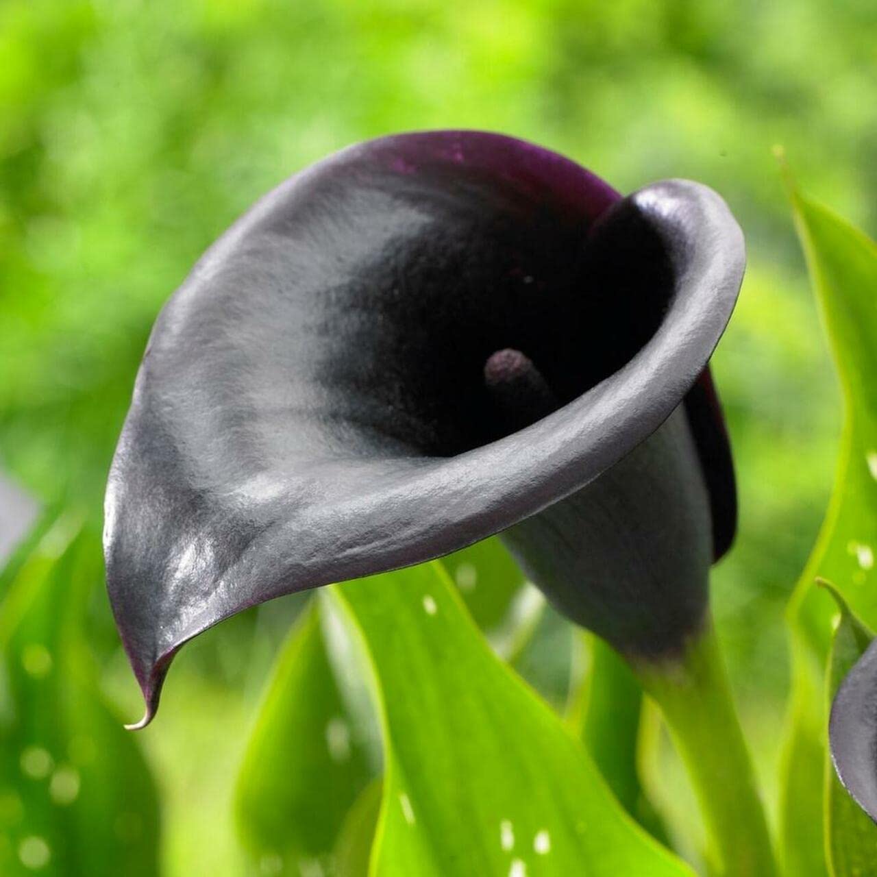 Zantedeschia Calla Lilly for Home Gardening Pack of 10 bulbs By Zabbus Black