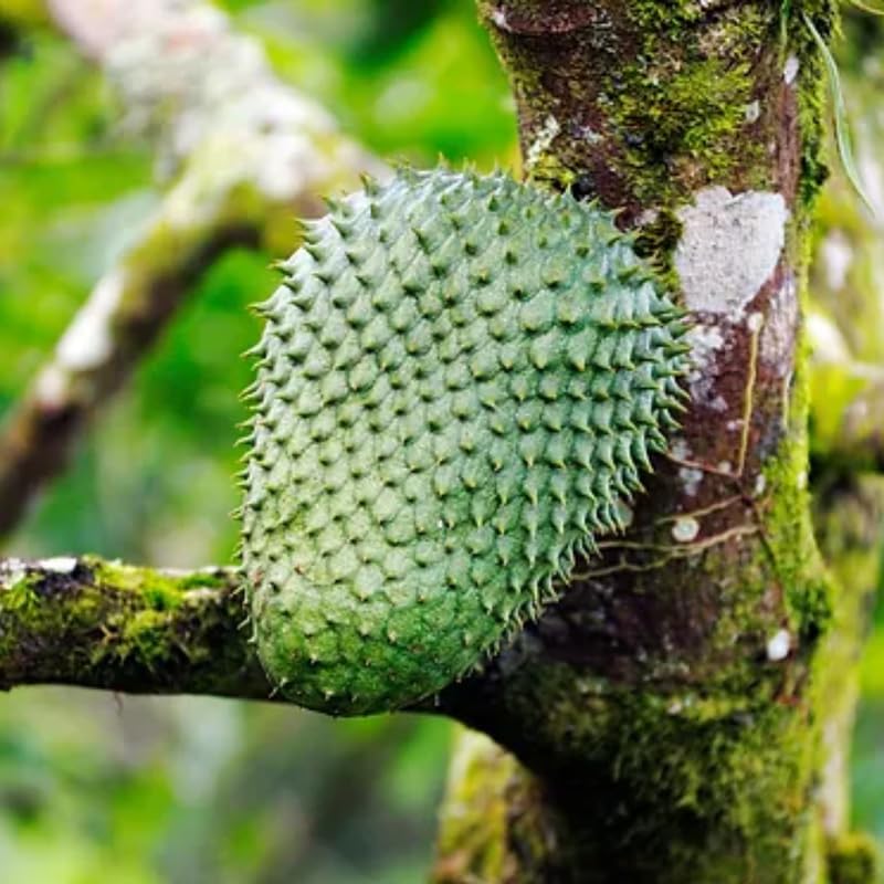 Live Soursop Guanabana Tree Plant 3 Months Old Seedling Tropical Fruit Tree for Growing Zones 9-11 Size 4-8 Inc No Pot Starter Plant
