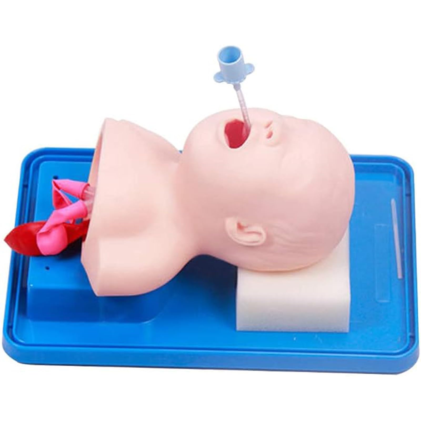 Mannequin d'intubation, simulateur de gestion des voies aériennes, intubation endotrachéale par PVC, pour l'enseignement en laboratoire, formation infirmière et médicale A