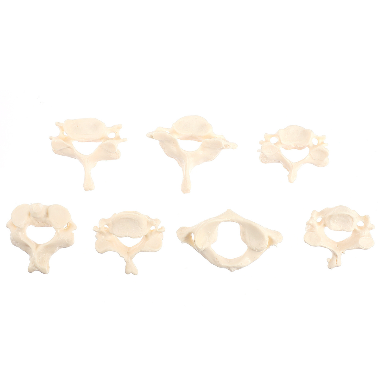 Image of Solustre Cervical Spine Model Life-Size Human Cervical Vertebrae Anatomical Model for Student Study Teaching Patient Education Anatomy Reference 2.95 X 1.65 X 0.98 in