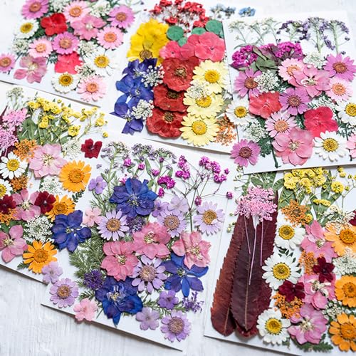 35 piezas flores secas prensadas naturales para manualidades miniatura 5