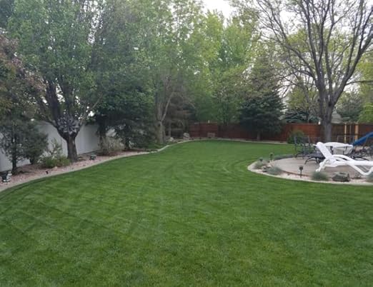 Brownie Brand Blue Devil Kentucky Bluegrass Seed - 5lbs | Premium Turf Grass for Lush Lawns & Dense Growth | Drought-Resistant, Cold Hardy, Ideal for Sun & Shade