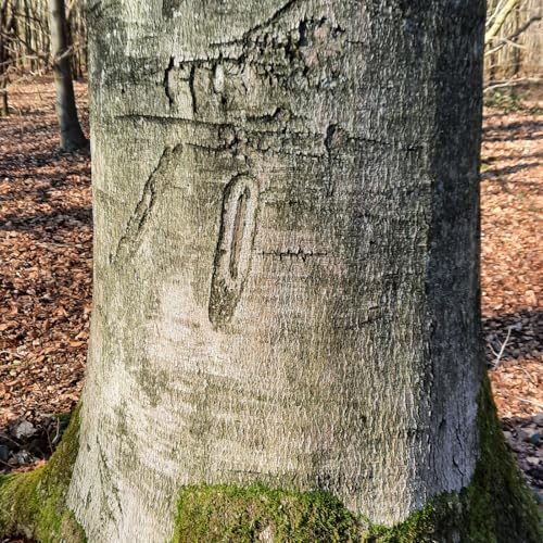 Episode 92 - Anne Body - Bains de forêt - Coaching - Rouge Cloître (Bruxelles) cover art