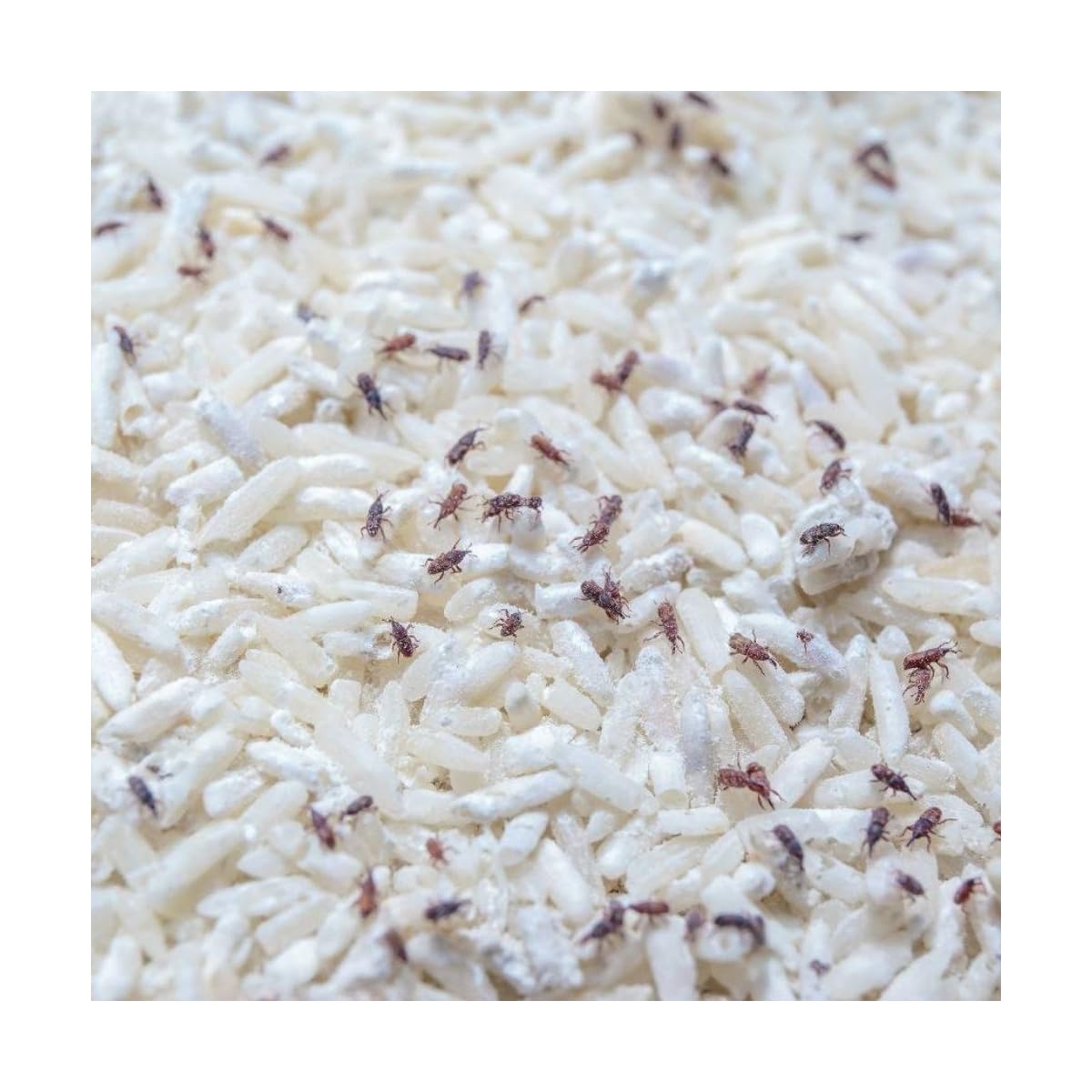 Biotop - Tricoogrammi antitarme alimentari - 12 diffusori