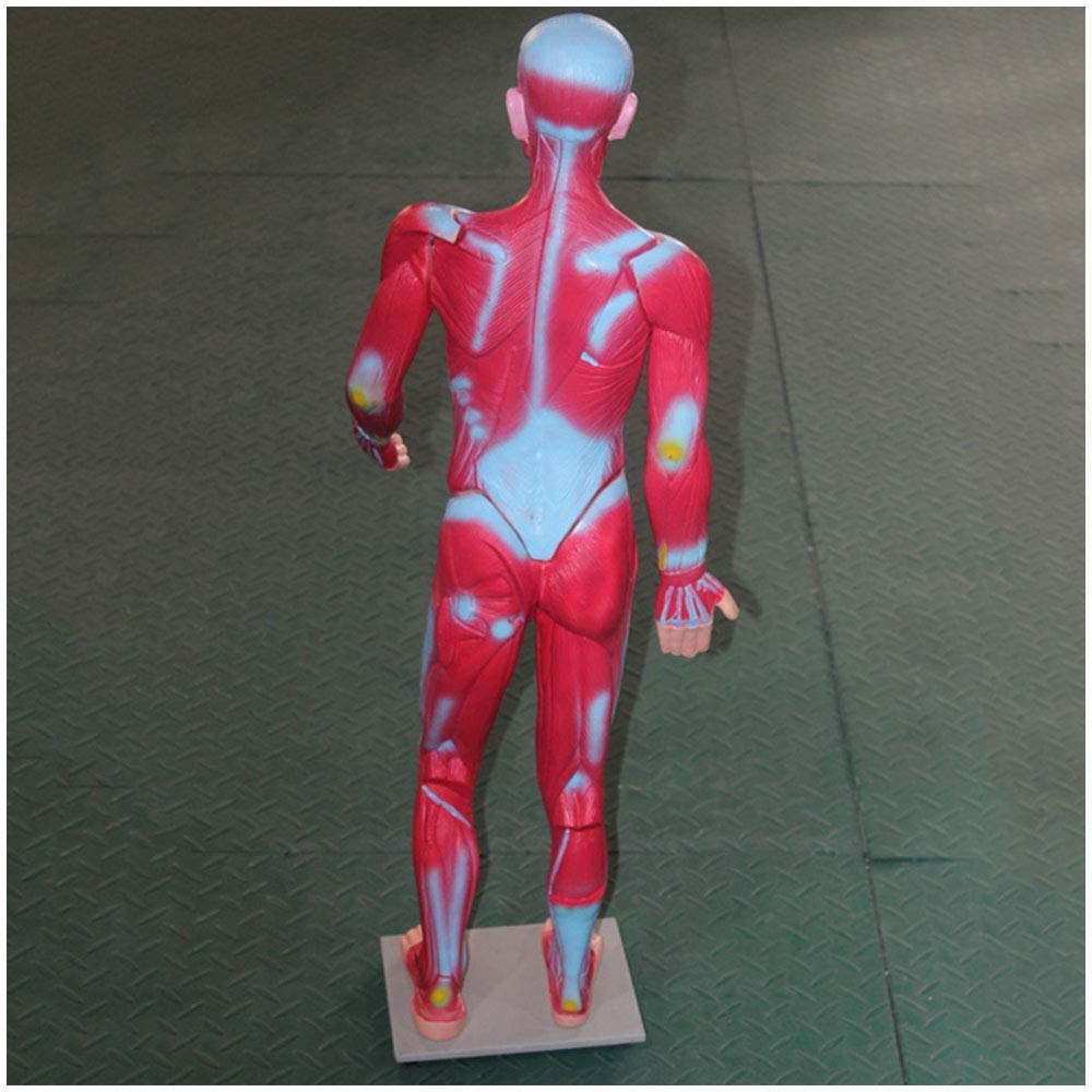 Buy Anatomy Models Human Muscle Model Medical Anatomical Muscle And