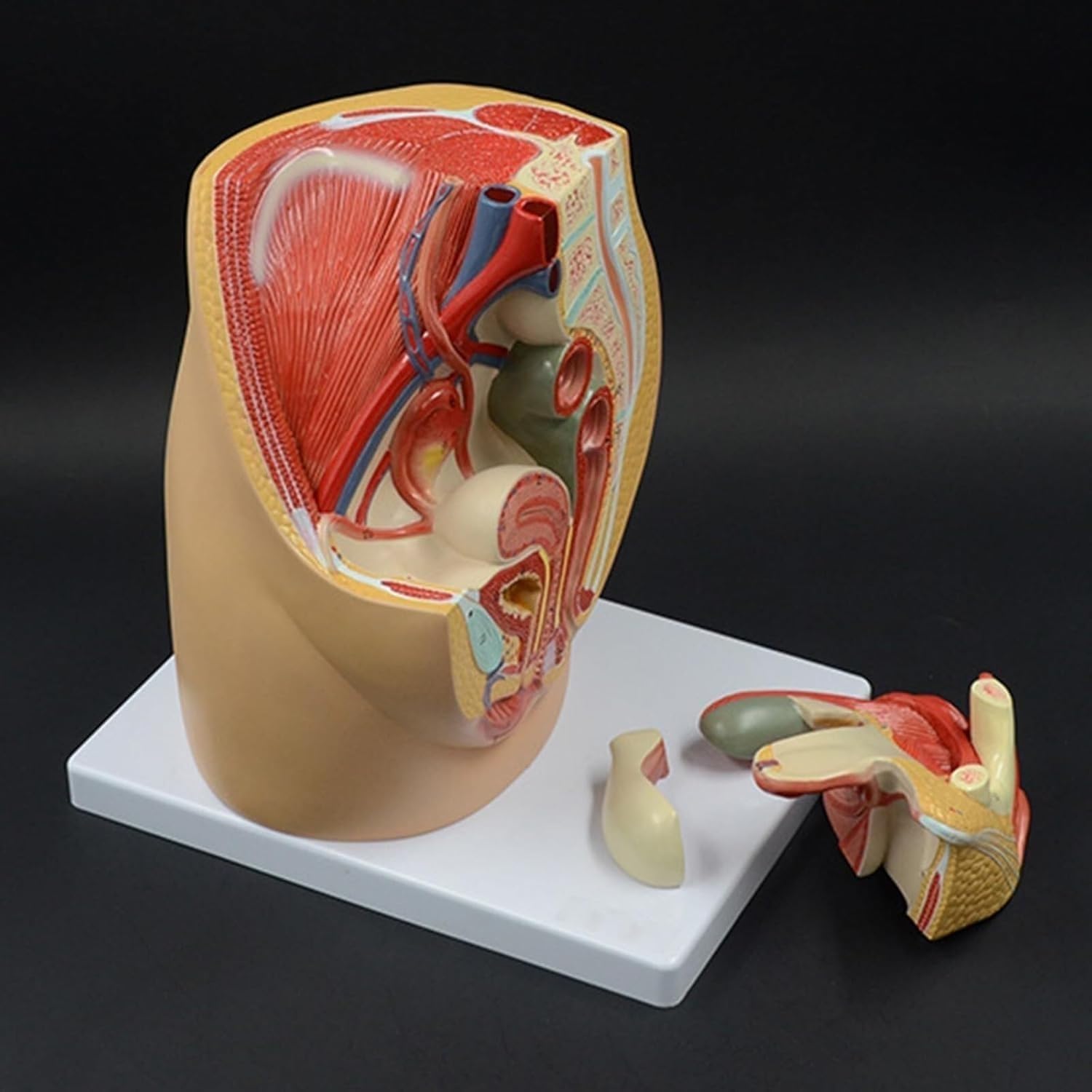 1 szt. Model anatomii strzałkowej miednicy dorosłej kobiety – szczegółowy układ rozrodczy z cyfrowym identyfikatorem do celów edukacji w zakresie opieki zdrowotnej i zajęć lekcyjnych