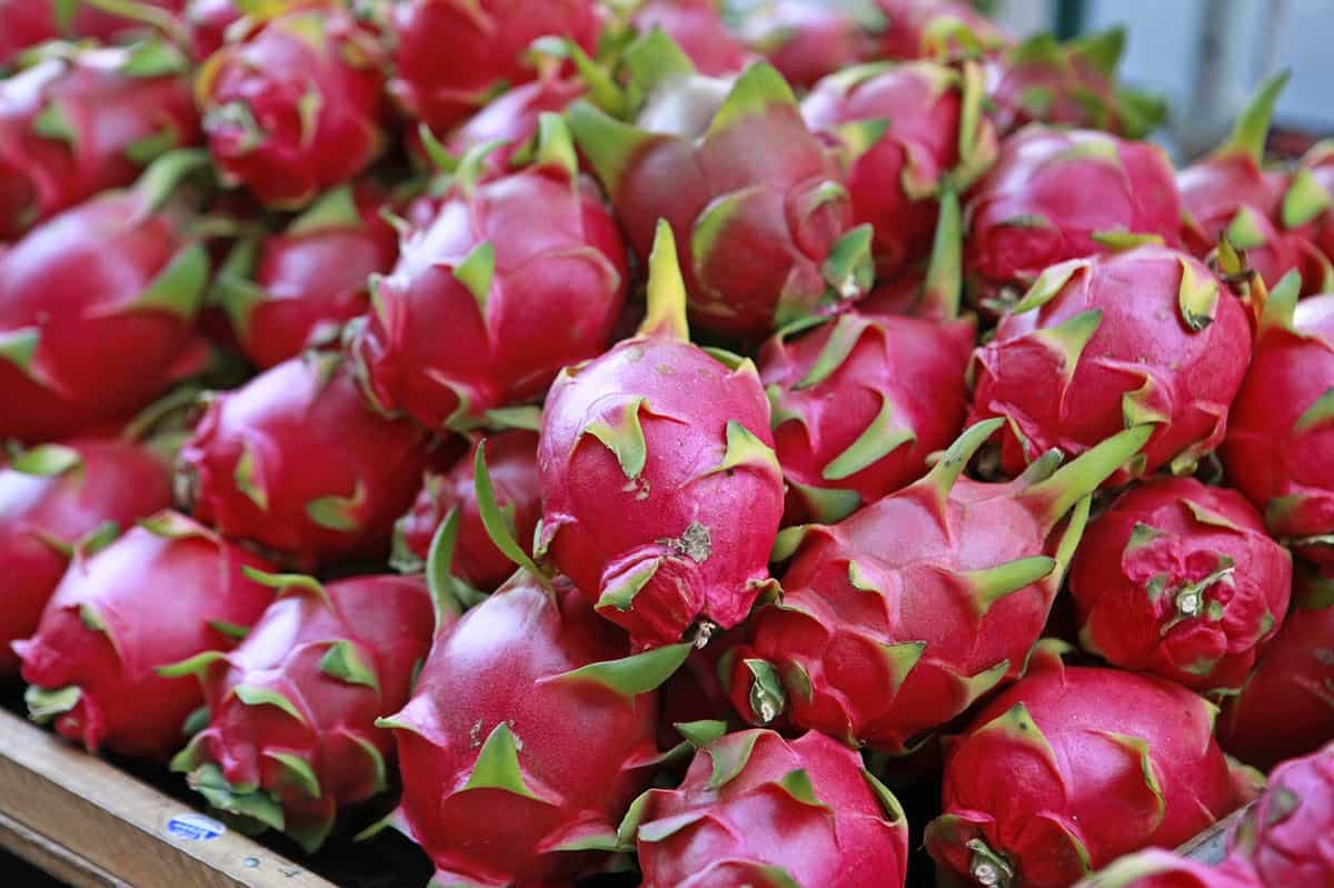 Non Hybrid Dragon Fruit Seed For Home Planting- 15 (B0B7BQ7RGS) Amazon Price History, Amazon Price Tracker