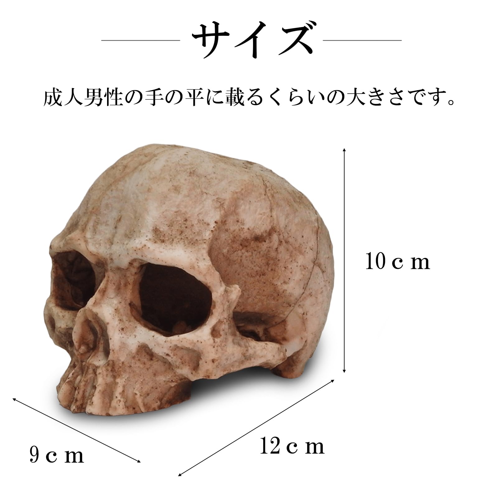 Amazon | Silver ＆ Style 爬虫類 シェルター 隠れ家 小 レオパ