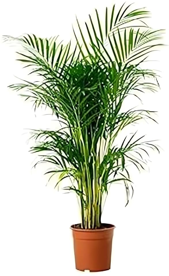 Anjali Plants Foundation COMBO PACK OF 2 Pack Areca Palm Tree, and Home Indoor/Outdoor Areca Palm Tree Without Pot for Home Office Housewarming Gift Modern (2 Feet) live plant. (B0DH3M4FK7) Amazon Price History, Amazon Price Tracker