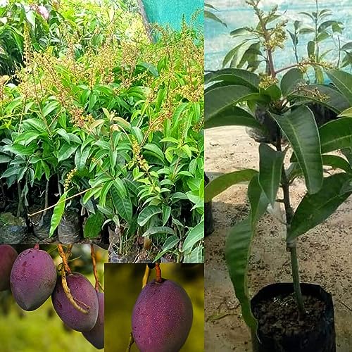 Image of Thai All Time Mango Plant Grafted (Height 2-2.5 Feet) Fruit After 6 Month All Season Mango Plant Hybrid Thailand Baramasi Mango Tree Live Fruit Plant For Home Garden