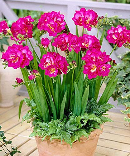Radha Krishna Agriculture® Fressia Double Pink Flower Bulbs with Sweet fregrence & Best germinated Bulbs (Pack of 1 Bulbs)