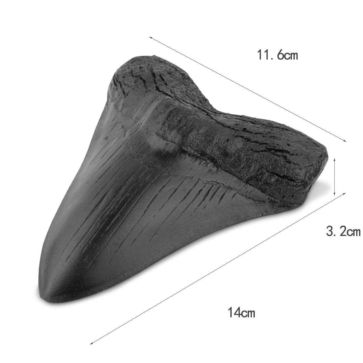 799 Great White Shark Tooth Replica is over 4 inches long and four