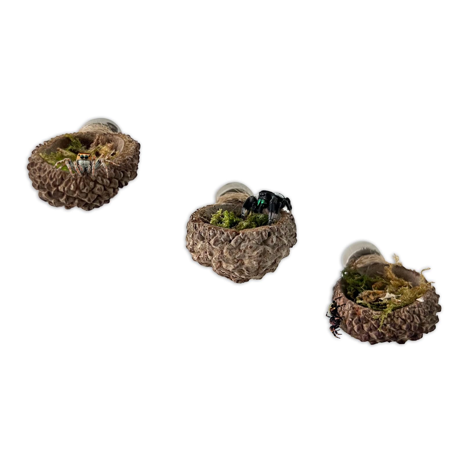 Jumping Spider Hide,Made from Real Acorns, a Jumping Spider Enclosure Accessory, Magnetic Bark Jumping Spider Habitat, Handmade Jumping Spider Platform, Decorative Accessory. (Platform)