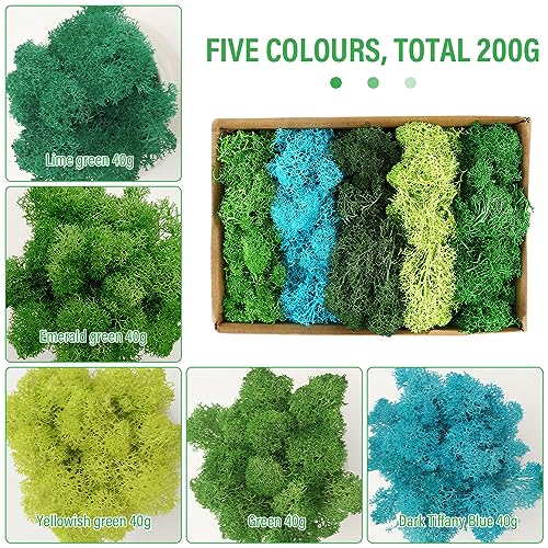 Fivtsme Muschio Artificiale, Muschio Stabilizzato