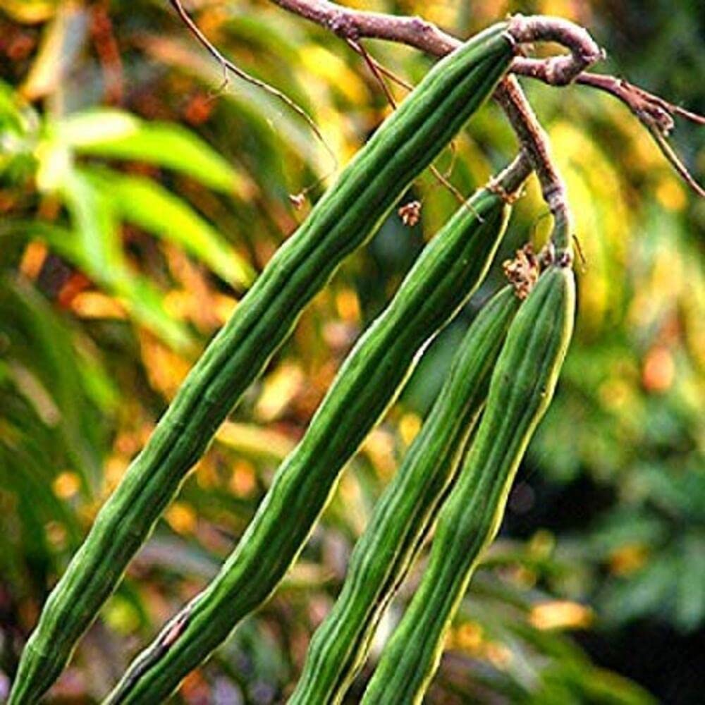 Plant Nursery Online Drum Stick PKM Plants, Moringa Plants (Pack of 2) - Live Plants (B07WJ8VLLR) Amazon Price History, Amazon Price Tracker