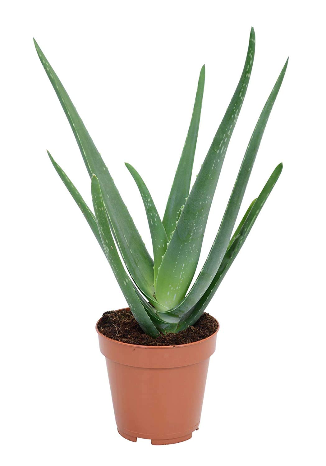 GREENGROW Plants Aloe Vera Natural Plant with Pot (B091NT32RH) Amazon Price History, Amazon Price Tracker