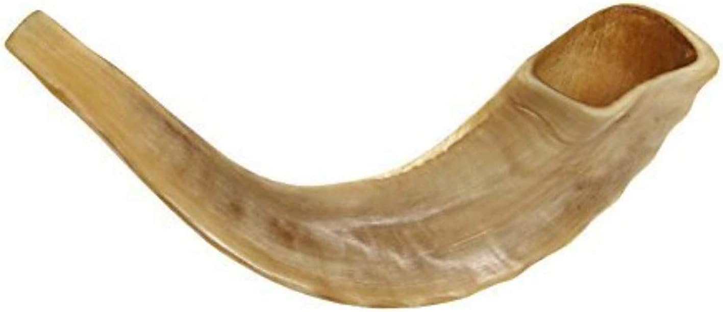 KOSHER ODORLESS POLISHED SHOFAR | Genuine Natural Rams Horn | Smooth Mouthpiece for Easy Blowing | Includes Velvet like Drawstring Bag and Shofar Blowing Guide (10โ-12โ)