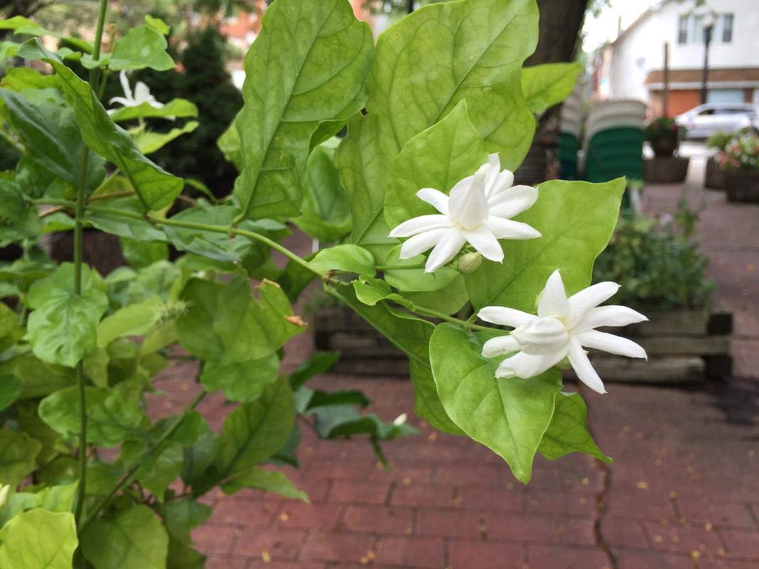 See full amazon price history chart for JASMINE FLOWER/MALLIGAI POO LIVE PLANT JASMINE FLOWER/MALLIGAI POO LIVE PLANT (B07ZY5X87R) Amazon Price History, Amazon Price Tracker