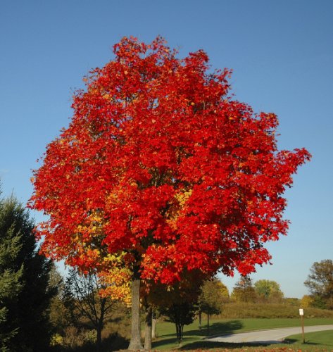 Seedeo Rotahorn (Acer rubrum) 30 Samen