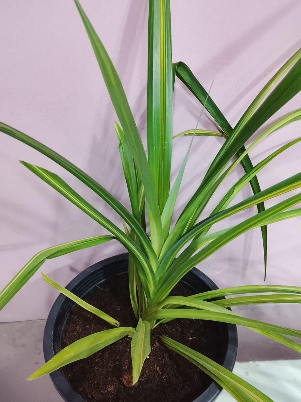 Fresh Pandanus variegated Plants 20-30 CM | Indoor plants