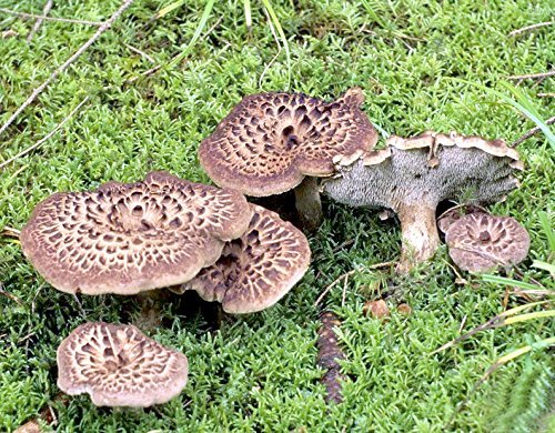 Miniatura 2 de 8 onzas (8.01 oz) de hongo seco Sarcodon Aspratus de Yunnan China