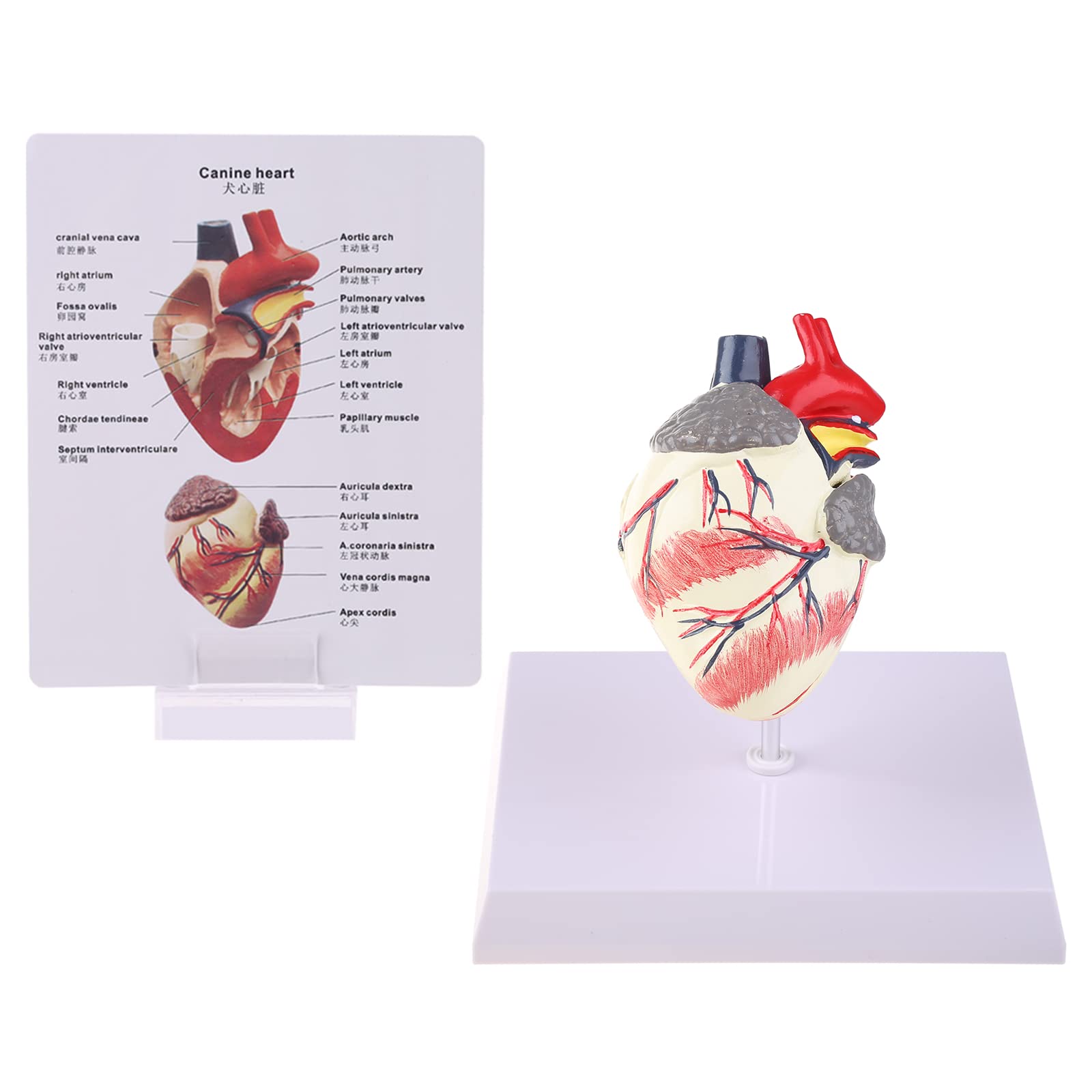 Modèle d'anatomie du Coeur de Chien Canin Animal de Compagnie Étude d'organes d'animaux Aide pédagogique Éducation