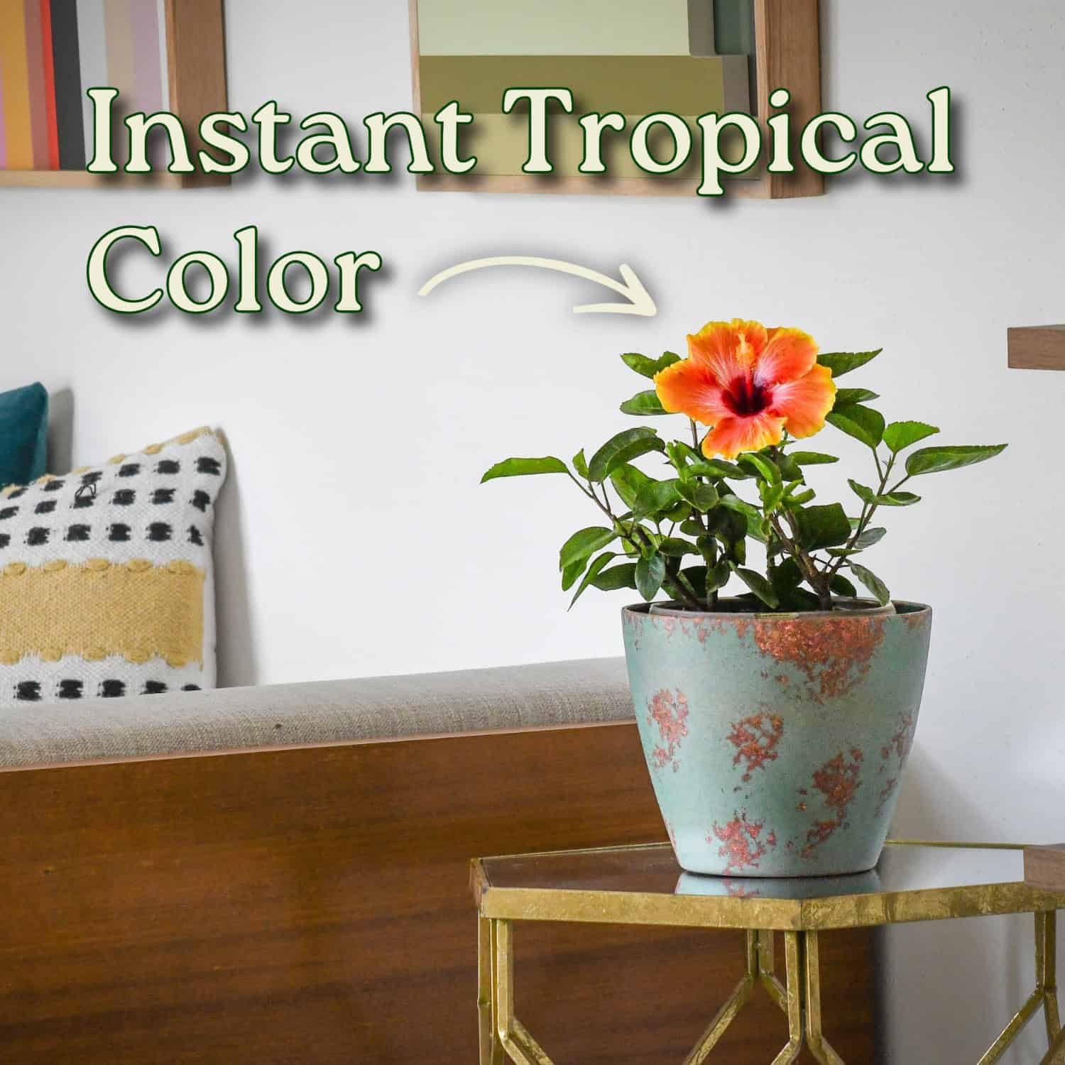 Fiesta Hibiscus Bush - Live Hibiscus Flowering Plant - Tropical Flower Plant - 1 Gallon Planter - Overall Height 10" to 14" - Tropical Plants of Florida