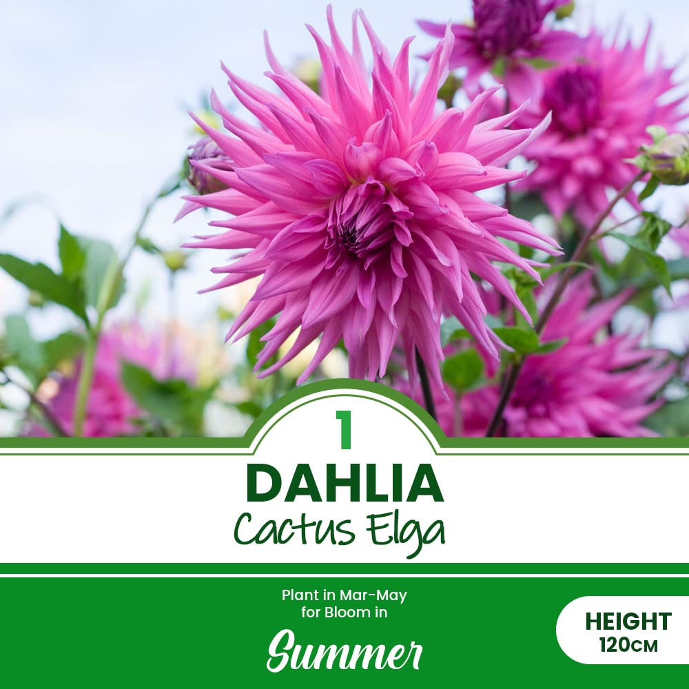 1 x Dahlia Cactus Elga – Pointed Petals – Perennial – Uniquely Charming Blooms – Summer Flowering Bulb – for Your Beautiful Garden