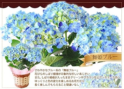 Amazon 花由 母の日限定 あじさい 5号 舞姫ブルー In バスケット 観葉植物 オンライン通販