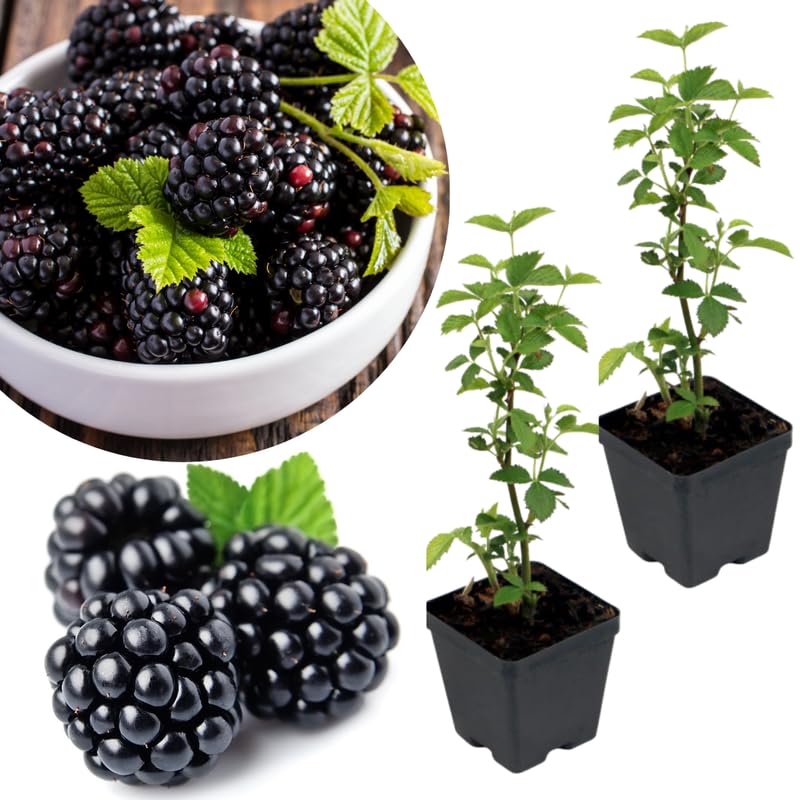 2 Navaho Thornless BlackBerry Plants Live for Planting High Yielding Sweet Juicy Berries for Your Garden 4-6 in Tall Cold Hardy Dormant in Winter No Pot