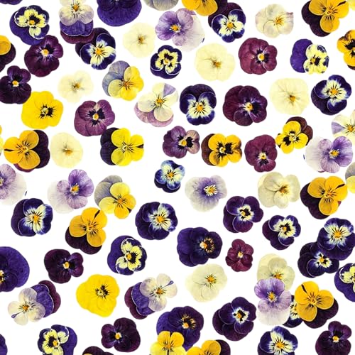 50Pcs Pressed Pansy Violet Flowers Real Dried for Resin Molds, Mixed Dry Flowers for Jewelry Candles Making, Scrapbooking Crafts, DIY Soap, Wedding Decoration Nails Decor (Mix Color)