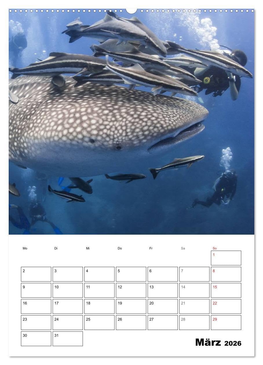Tauchen - Abtauchen und Staunen (hochwertiger Premium Wandkalender 2026 DIN A2 hoch), Kunstdruck in Hochglanz: Abtauchen in die faszinierende Unterwasserwelt unserer Meere
