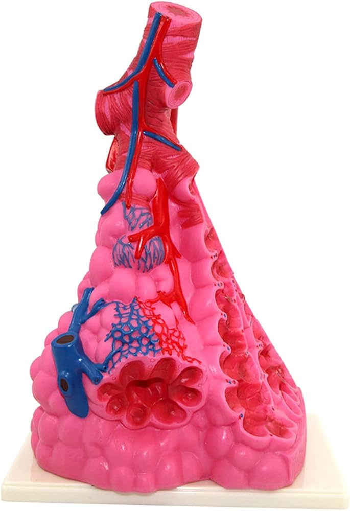 Amazon.co.jp: 肺解剖モデル - 肺胞拡大モデル 教育実験装置