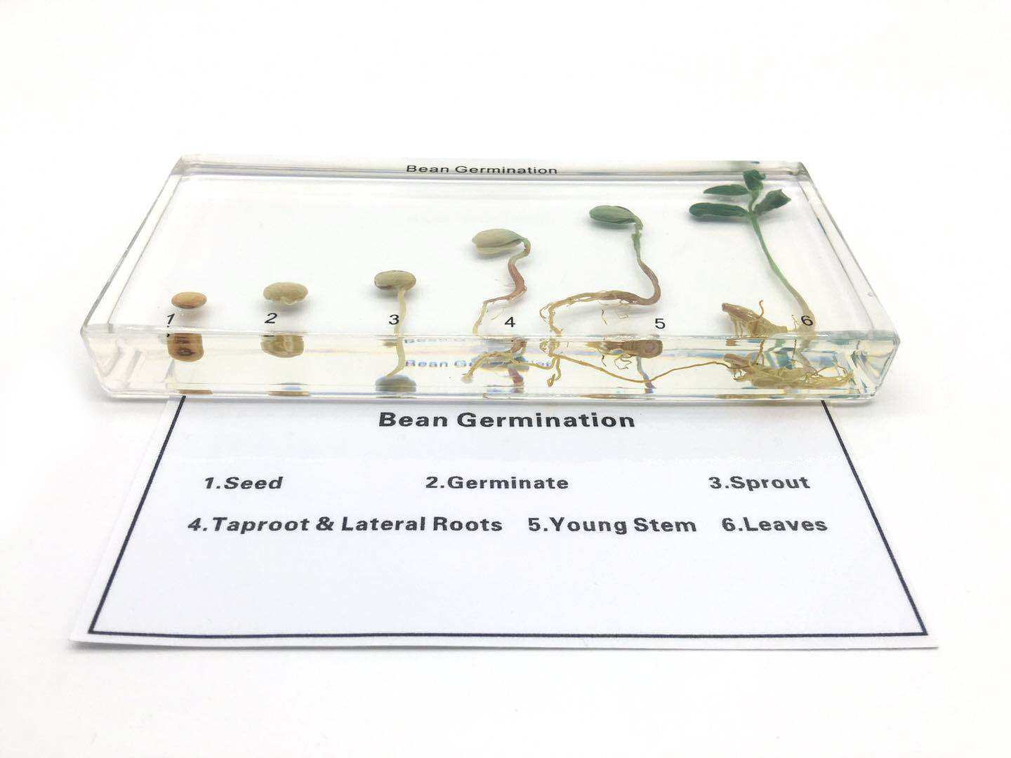 Bean Germination in Acrylic Block Lifecyle of Bean Biology Science Classroom Specimens (Bean Germination)