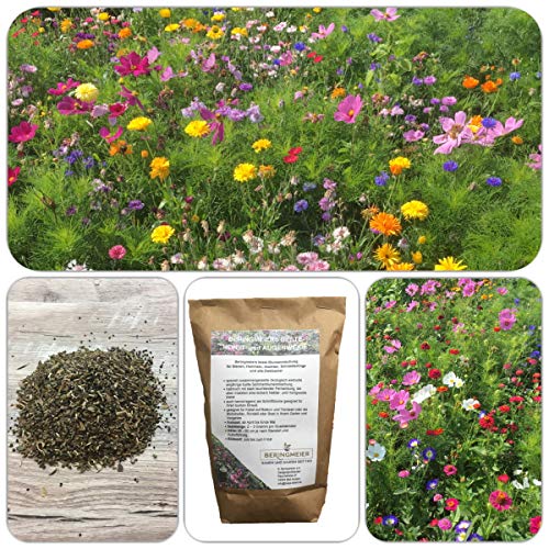 BERINGMEIERS BESTE | HONIG- und AUGENWEIDE | Bienenwiese | Blumenwiese | Blumen Saatgut für ca 50 m² | 100 Gramm – Bild 5