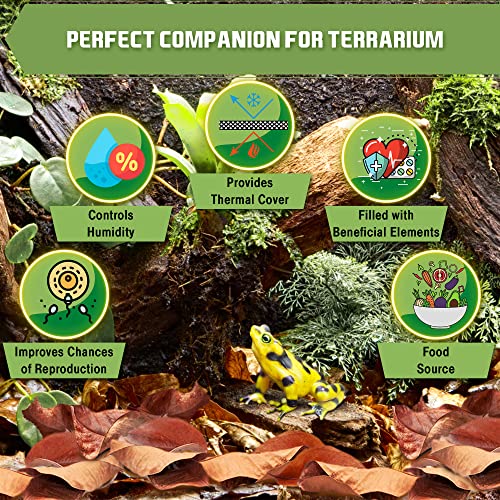 Image of SunGrow Dwarf Frog Mini Catappa Leaves (50 Pc) - Tannin Helps Remove Ammonia, Lower pH - Leaf Litter Indian Almond Leaves, Aquarium Water Treatment, Decor Accessories