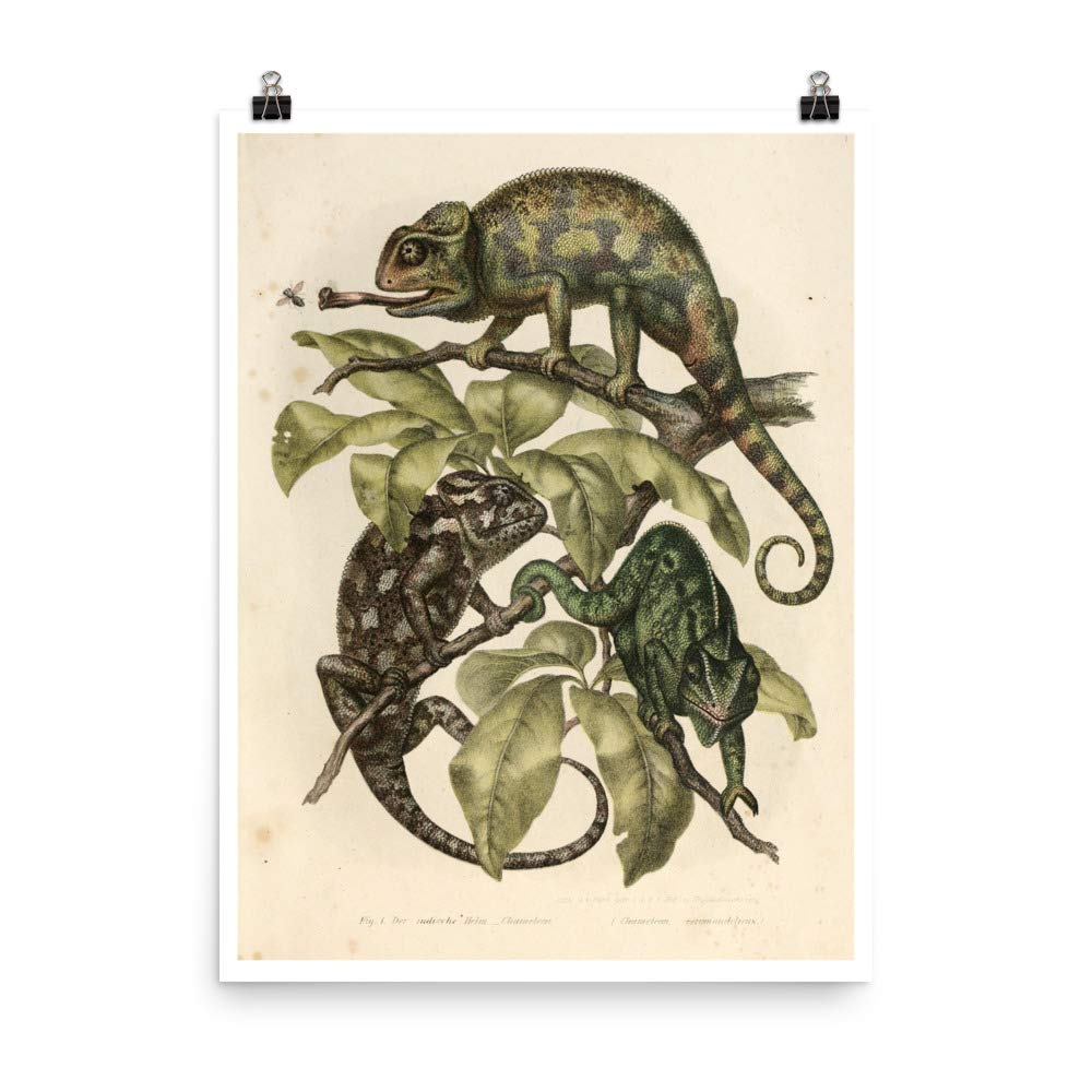 Caméléon 1867 Cadeau Idéal Passionné de Nature Poster Vintage