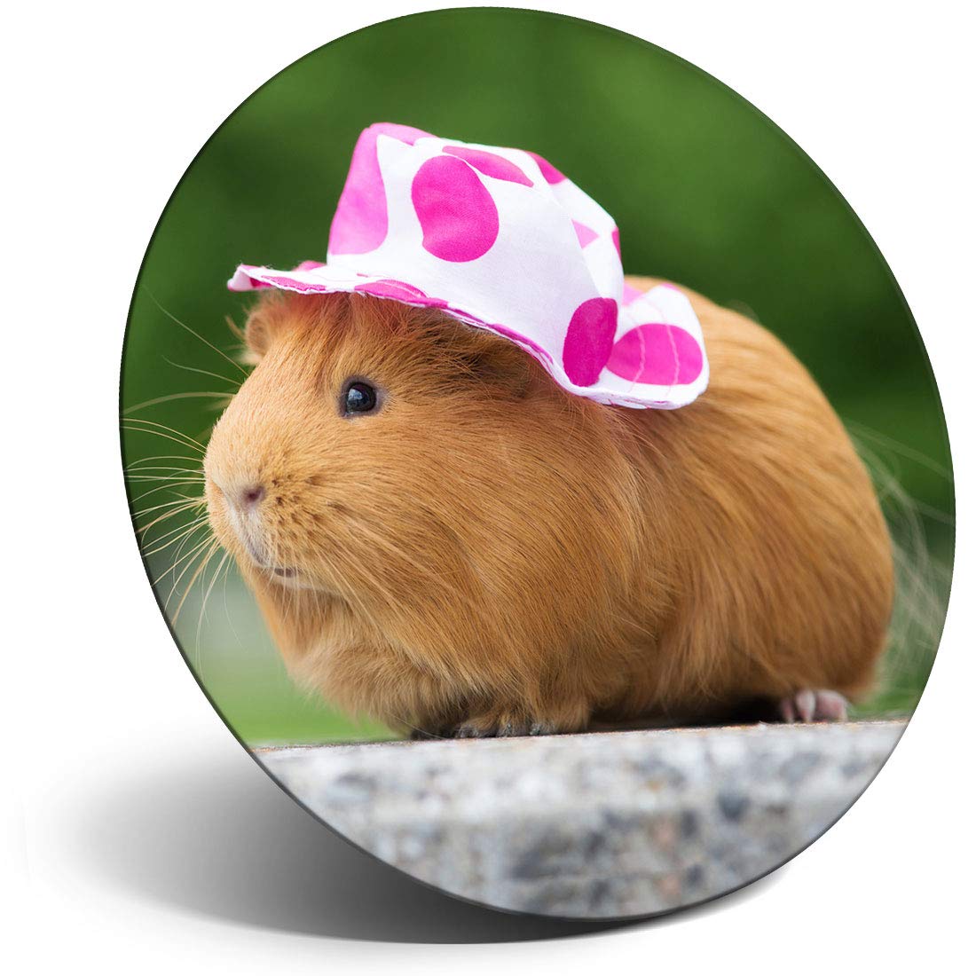 Destination Vinyl Ltd Girls Magnet For Refrigerator, Fridge - Sweet Guinea Pig Lady For Office, Cabinet And Whiteboard, Magnetic Stickers, 24494