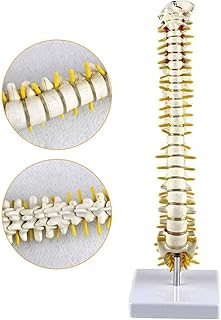 Study Model Anatomical Human Vertebra Model Medium-Sized Spine Anatomical Model for Science Classroom Study Display Teaching Medical Skeleton Collectibles SaiFei