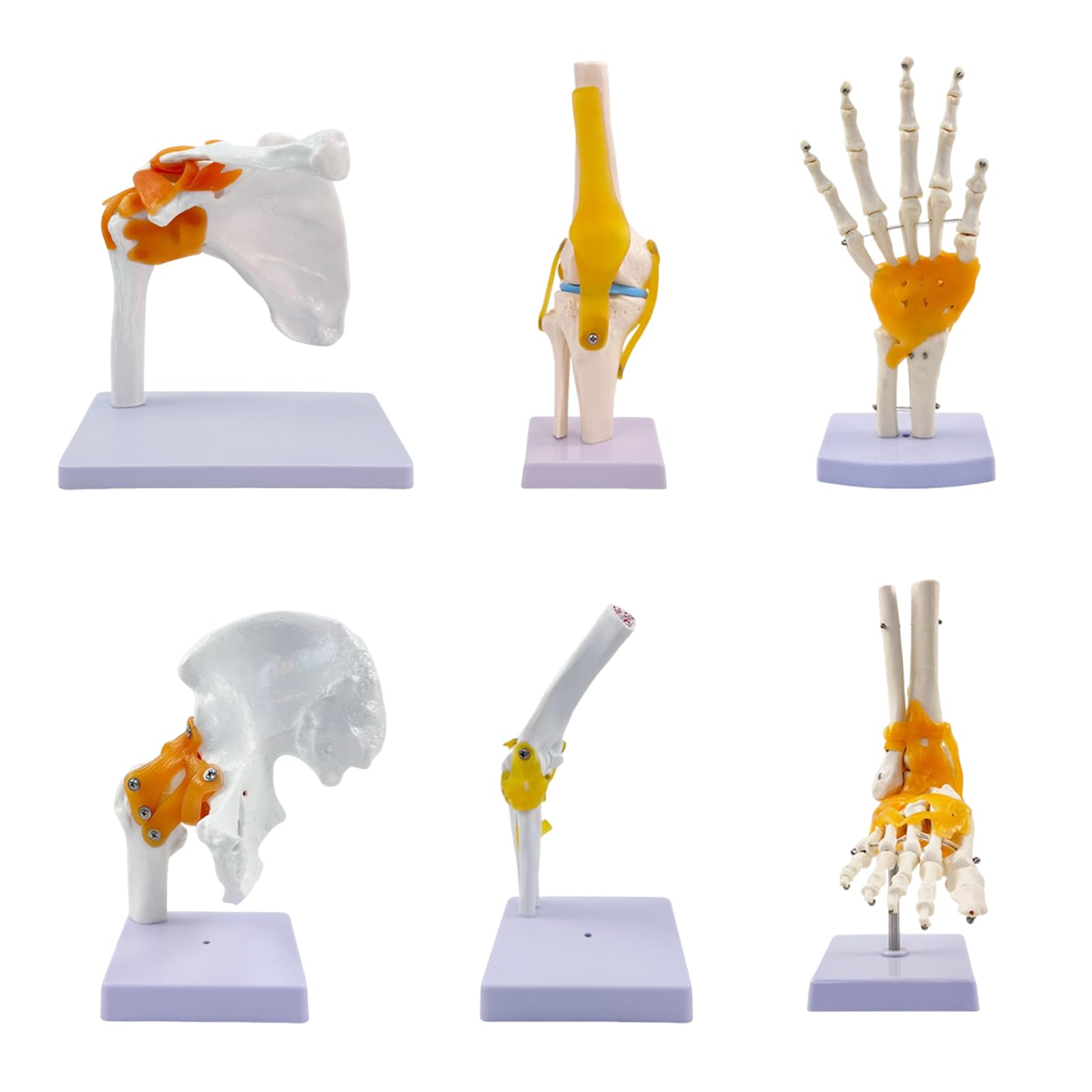KDJFS 6-Piece Human Joint Anatomy Model Set – Life-Size Shoulder, Elbow, Hip, Knee, Hand & Foot Models with Ligaments for Medical Education, Classroom