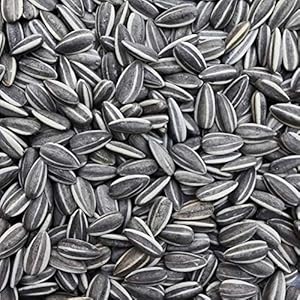 Sage Square Sunflower Seeds Birds Food for Grey Parrot | Premium All Life Stages Bird Food for Indian Parrots, Macaw, Cockatoo, Exotic Birds Ingredients, Nutrient-Rich | 350g