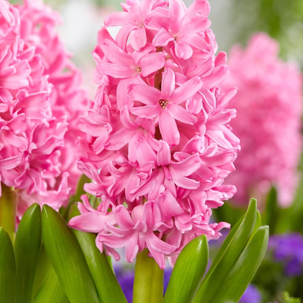 Green Hyacinth imported Flower Bulb " PINK PEARL" 100% Germination rate and Color Surety New Lot 2023(Pack Of 1 Bulbs)-image-20
