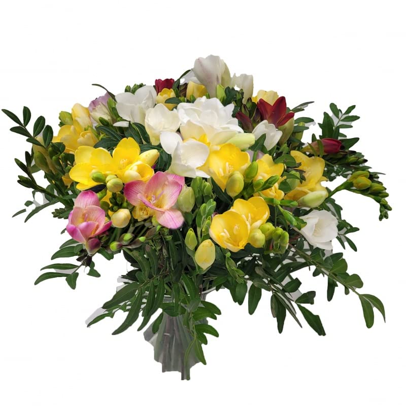 vor Muttertag Freesien zum Geburtstag - bunter Strauß mit echten Blumen und Grußkarte - Frühling -