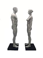 Vista 2 de Figura anatómica humana de 11 pulgadas, modelo anatómico, color blanco (mujer + hombre)
