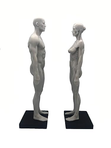 Miniatura 2 de Figura anatómica humana de 11 pulgadas, modelo anatómico, color blanco (mujer + hombre)