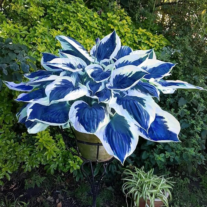 Radiant Hosta Bulbs Perennial UK, Rare and Beautiful Hostas Rhizome in Bulk,Planting for Stunning Garden Displays-15 Bulbs-B