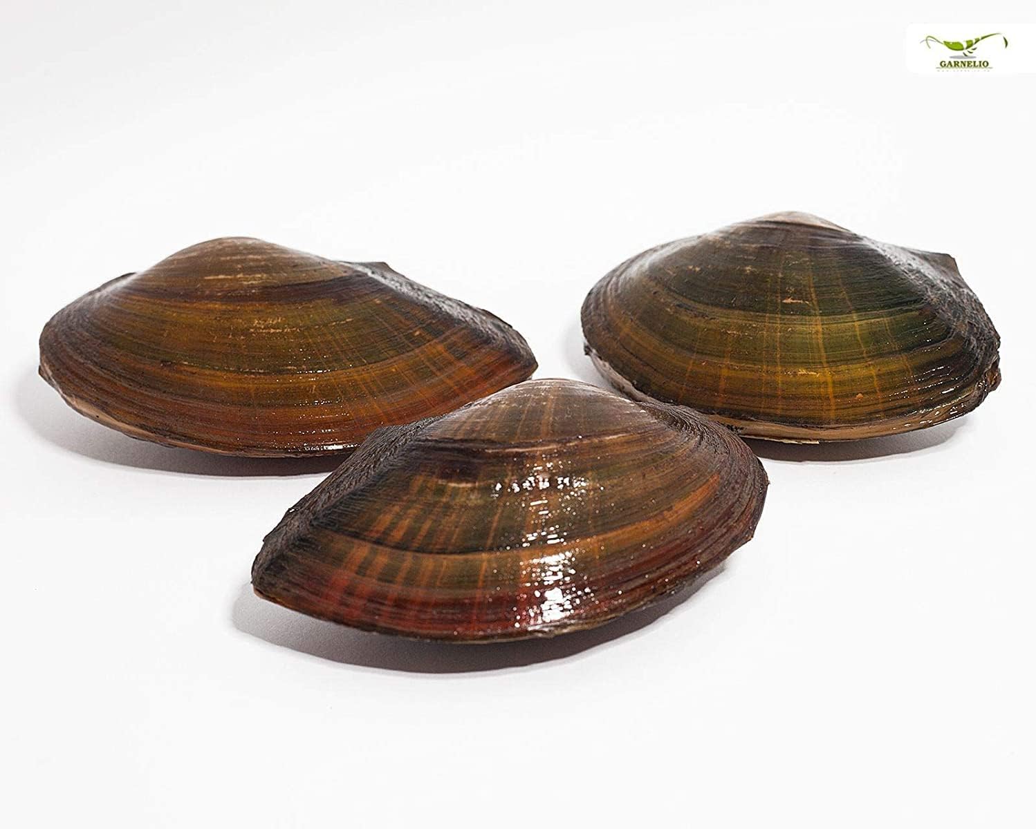 NatureHolic Teichmuschel Set I Wunderwaffe gegen Schwebe Algen im