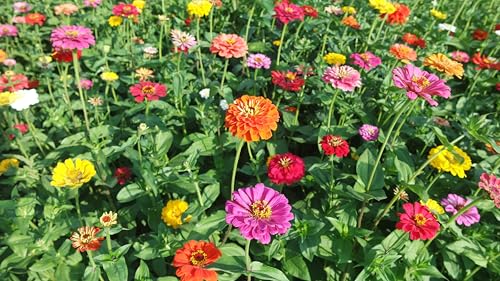 Image of Zinnia Flower Seeds - Easy-to-Grow, Colorful Annual Blooms for Garden, Containers & Cutting Flowers (Pack Of 100+ Seed)