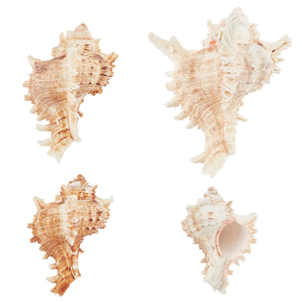 PH PandaHall 4pcs Conch Sea Shells, 2.4-4.7inch Natural Beach Seashells Succulent Planters Decorative Holder for Vase Filler Fish Tank Aquarium Home Garden Table Decor Beach Theme Wedding Party